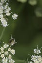 Ants on a flower