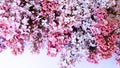 Macro photo of lilac flowers. Floral background, aroma concept, flower texture