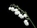 macro photo of lily of the valley Royalty Free Stock Photo