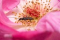 Macro photo of a little bug inside a pink rose. Royalty Free Stock Photo