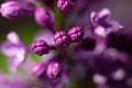 Macro photo of little burgeons of lilac flower ready to bloom