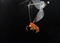 Macro Photo of Little Insect Stuck on The Spider Web Isolated on Black Background Royalty Free Stock Photo