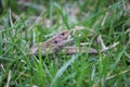 Macro photo of a lizard. A lizard in the green grass opened its mouth in a threatening pose Royalty Free Stock Photo