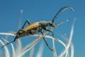 Longhorn beetle, Anastrangalia sanguinolenta Royalty Free Stock Photo