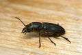 Longhorn beetle Spondylis buprestoides attracted to fresh wood Royalty Free Stock Photo