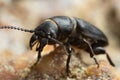 Longhorn beetle Spondylis buprestoides Royalty Free Stock Photo