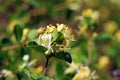 Honeysuckle , Lonicera iberica flower Royalty Free Stock Photo