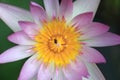 Macro photo of lotus flower with bee it may be design to your design graphic Royalty Free Stock Photo