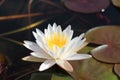 Macro photo of lotus flower it may be design to your design graphic Royalty Free Stock Photo