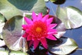 Macro photo of lotus flower it may be design to your design graphic Royalty Free Stock Photo