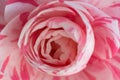 Macro photo of a pink and white camellia Royalty Free Stock Photo