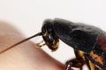 Macro photo Madagascar hissing cockroach Gromphadorhina portentosa on hand on a white background. head close-up. Royalty Free Stock Photo