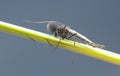 Male nonbiting midget, Chironomidae on straw Royalty Free Stock Photo