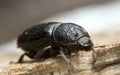 Male rhinoceros beetle, Sinodendron cylindricum on wood Royalty Free Stock Photo