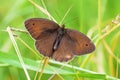 Maniola jurtina , The meadow brown butterfly