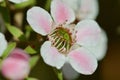 A macro photo of a beautiful Manuka flower Leptospermum scoparium, or New Zealand teatree, a source of wonderful Manuka honey Royalty Free Stock Photo