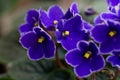 Macro photo of many blossoming african violet flower saintpaulia