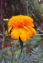 Macro photo of Mary gold flower/Daspethiya flower - orange - natural fragrant flower in Sri Lanka