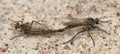 Mating robber-flies on sand