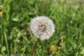 macro photo - mature dandelion with seeds