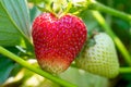 Macro photo. Mature red strawberries on berry bush on garden bed summertime on bright sunlight