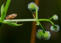 Macro photo of a meadow froghopper - Philaenus spumarius Royalty Free Stock Photo