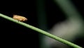 Macro photo of a meadow froghopper Philaenus spumarius Royalty Free Stock Photo