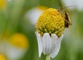 Macro photo of a meadow plant bug - Leptopterna dolabrata Royalty Free Stock Photo