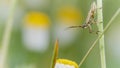 Macro photo of a meadow plant bug - Leptopterna dolabrata Royalty Free Stock Photo