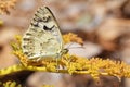 Melanargia larissa , the Balkan marbled white butterfly