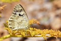 Melanargia larissa , the Balkan marbled white butterfly