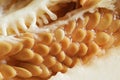 Macro photo melon ripe seeds with juicy pulp.Closeup.Seedling seeds.Selective focus Royalty Free Stock Photo
