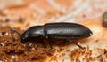 Menephilus cylindricus on wood, side view