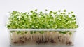 Macro photo of Microgreens in transparent container Top view. Micro greens with small leaves for salads, dishes. Ai, AI Generated