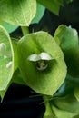 Macro Photo of a Moluccella Laevis Plant Stalk Royalty Free Stock Photo