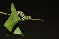 Macro photo of a monarch caterpillar outside on a green leaf a rainy day Royalty Free Stock Photo