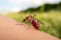 Macro photo of a mosquito sucking blood