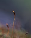 Macro photo of Moss sporophyte isolated against blurred colorful dark background