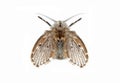 Macro Photo of Moth Fly Isolated on White Background Royalty Free Stock Photo