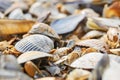 Macro photo of multiple shells on a beach
