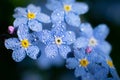 Macro photo of Myosotis sylvatica also called as forget-me-not. Branch of wet tiny blue flowers on bright sunlight Royalty Free Stock Photo