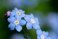 Macro photo of  Myosotis sylvatica forget-me-not. Tiny wet blue flowers on blurred background Royalty Free Stock Photo