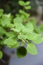 Macro photo of myrrh herb medicinal aromatic leaf with blurs