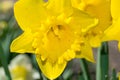 Macro photo of Narcissus jonquilla, commonly known as jonquil or rush daffodil Royalty Free Stock Photo
