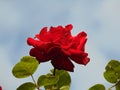 Macro photo with a natural background decorative garden flowers Bush Royalty Free Stock Photo