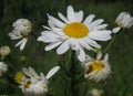 Macro photo with a natural background medicinal plants flowers wild daisies Royalty Free Stock Photo