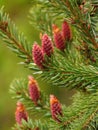 Macro photo with a natural background of young fruit cones with droplets of resin juice wild spruce trees