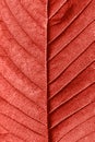 Decorative textured viens leaf macro pattern as a creative background for your ideas in a color of the year 2019 Living Royalty Free Stock Photo