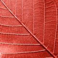 Macro photo of natural pattern of leaf with veins. Creative background for your ideas in a color of the year 2019 Living Royalty Free Stock Photo