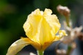 Macro photo nature blooming bud flower iris. Background opened bud of yellow iris